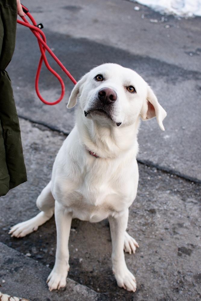 Enlarge Oakley, a Adoptable Labrador Retriever in Frankfort, NY image 3/3
