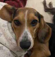 Sally, ADOPTABLE, Adult Female Beagle.