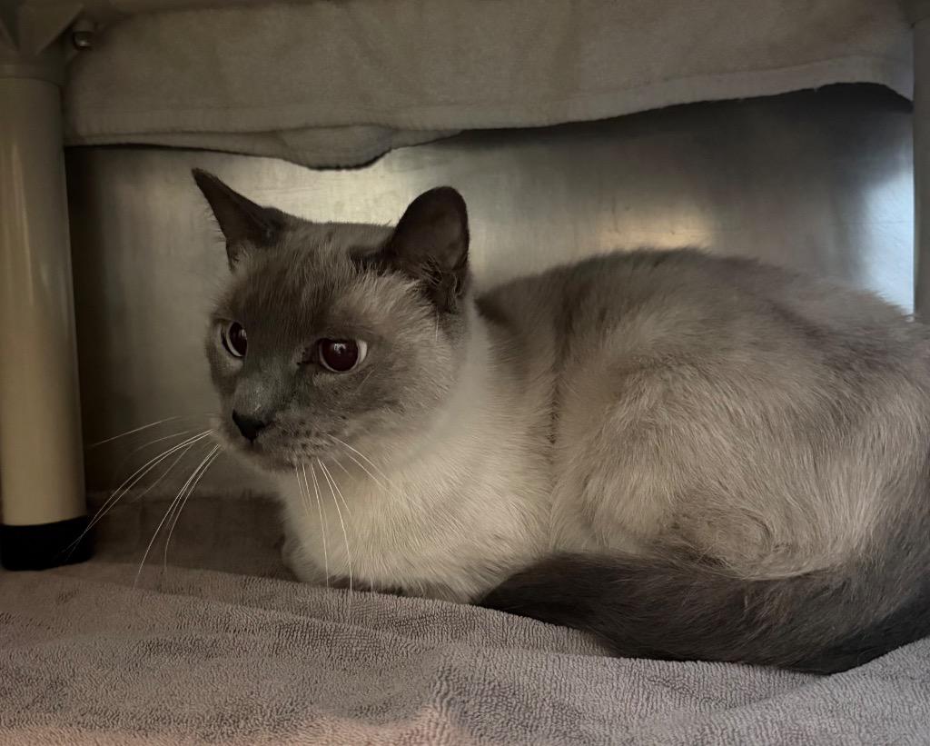 Precious, Adoptable, Adult Female Tonkinese.