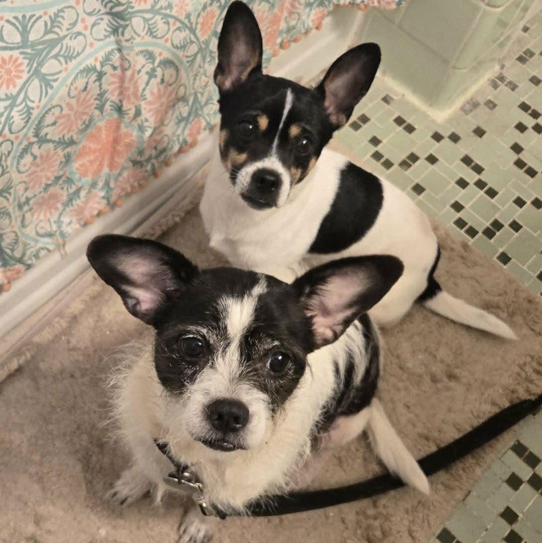 Lucy & Harry, Adopted, Adult Female Chihuahua.