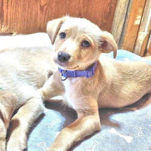 Vixen, Adopted, Puppy Female Chihuahua & Pekingese.