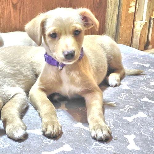 Vixen, a Adopted mixed breed in Rutherfordton, NC image 2/3