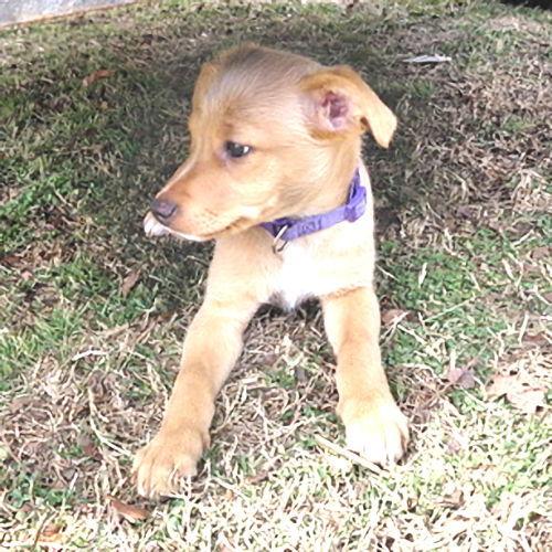 Vixen, a Adopted mixed breed in Rutherfordton, NC image 3/3