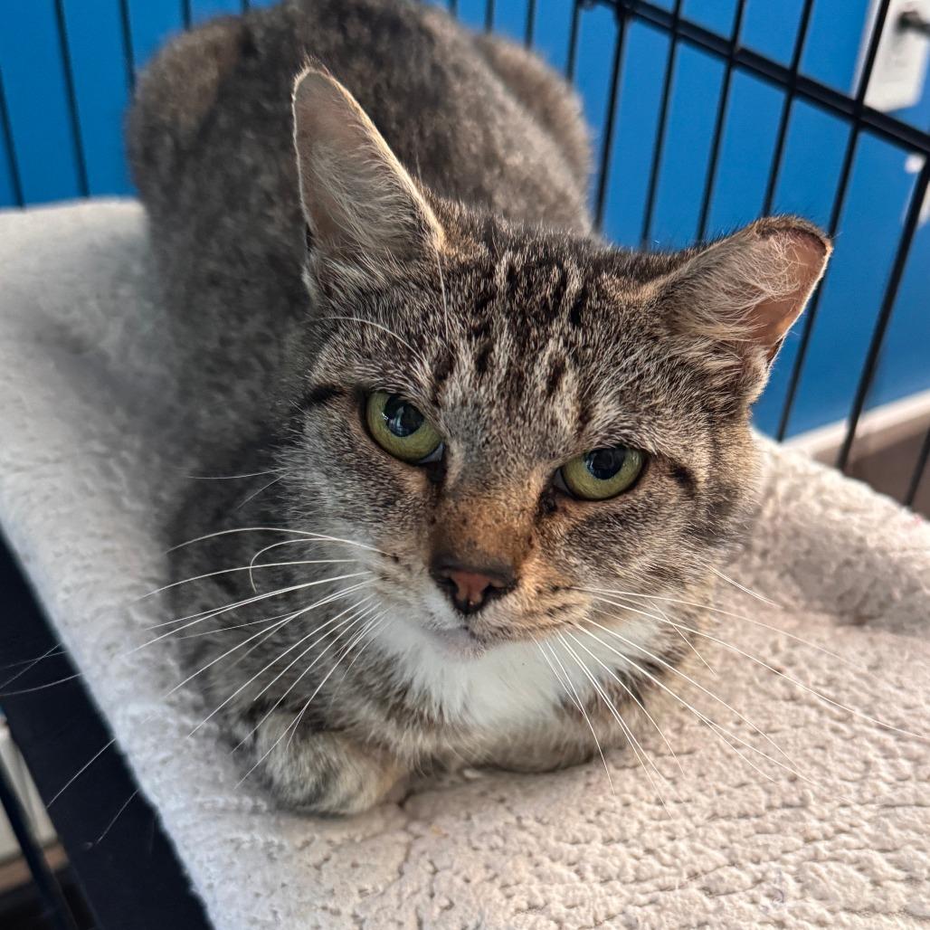 Enlarge Hayley, a Adoptable Domestic Short Hair in Marion, VA image 1/1