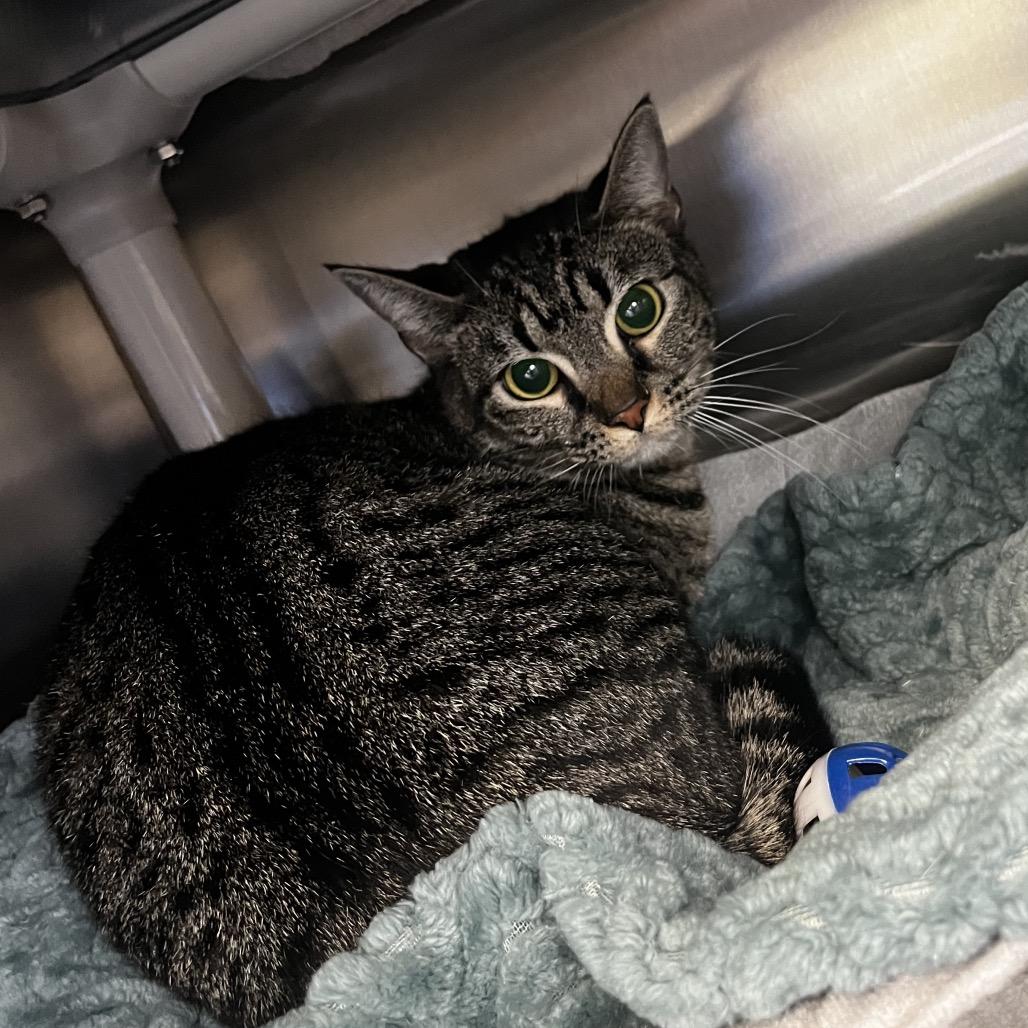 Enlarge Sakura, a Adoptable Domestic Short Hair in Keizer, OR image 1/2