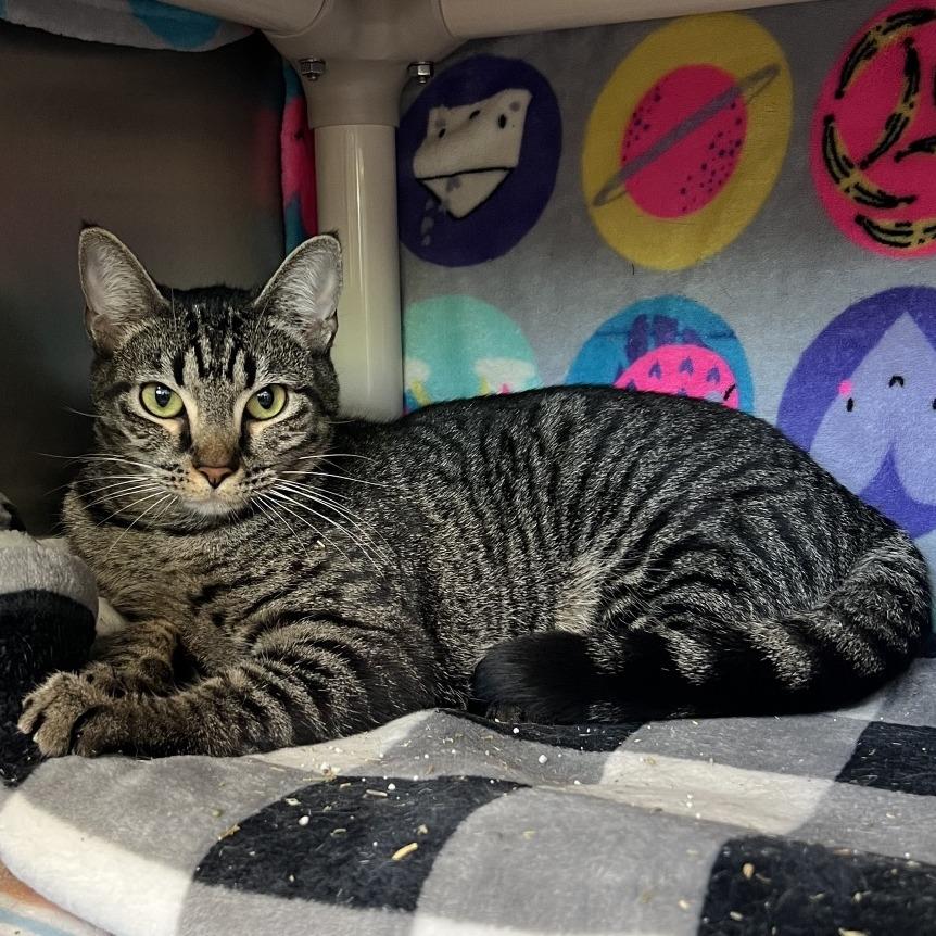 Enlarge Sakura, a Adoptable Domestic Short Hair in Keizer, OR image 2/2