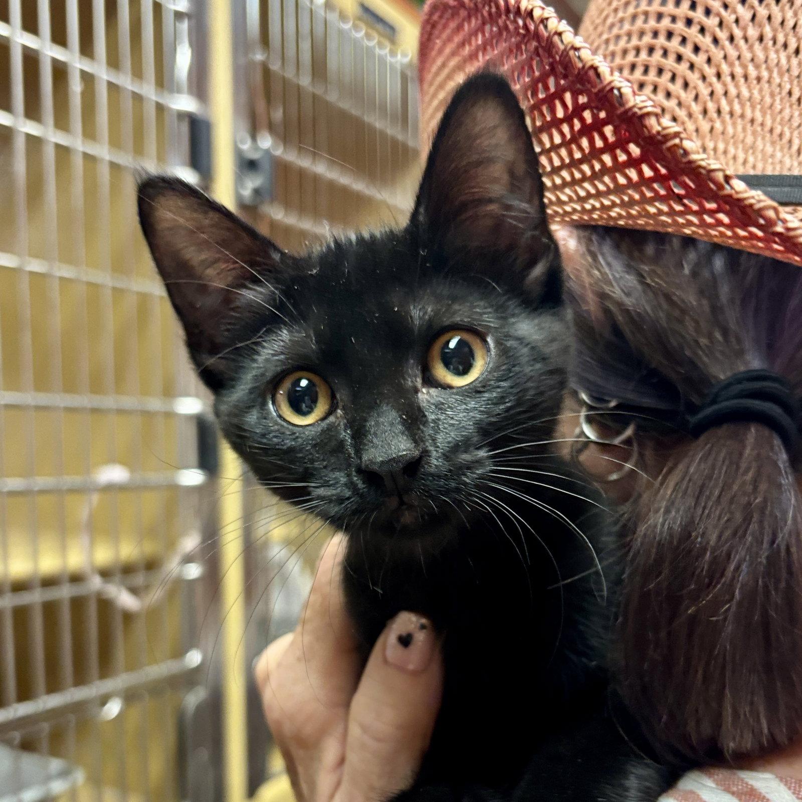 Enlarge Ella, a Adoptable Domestic Short Hair in Sonora, CA image 1/1