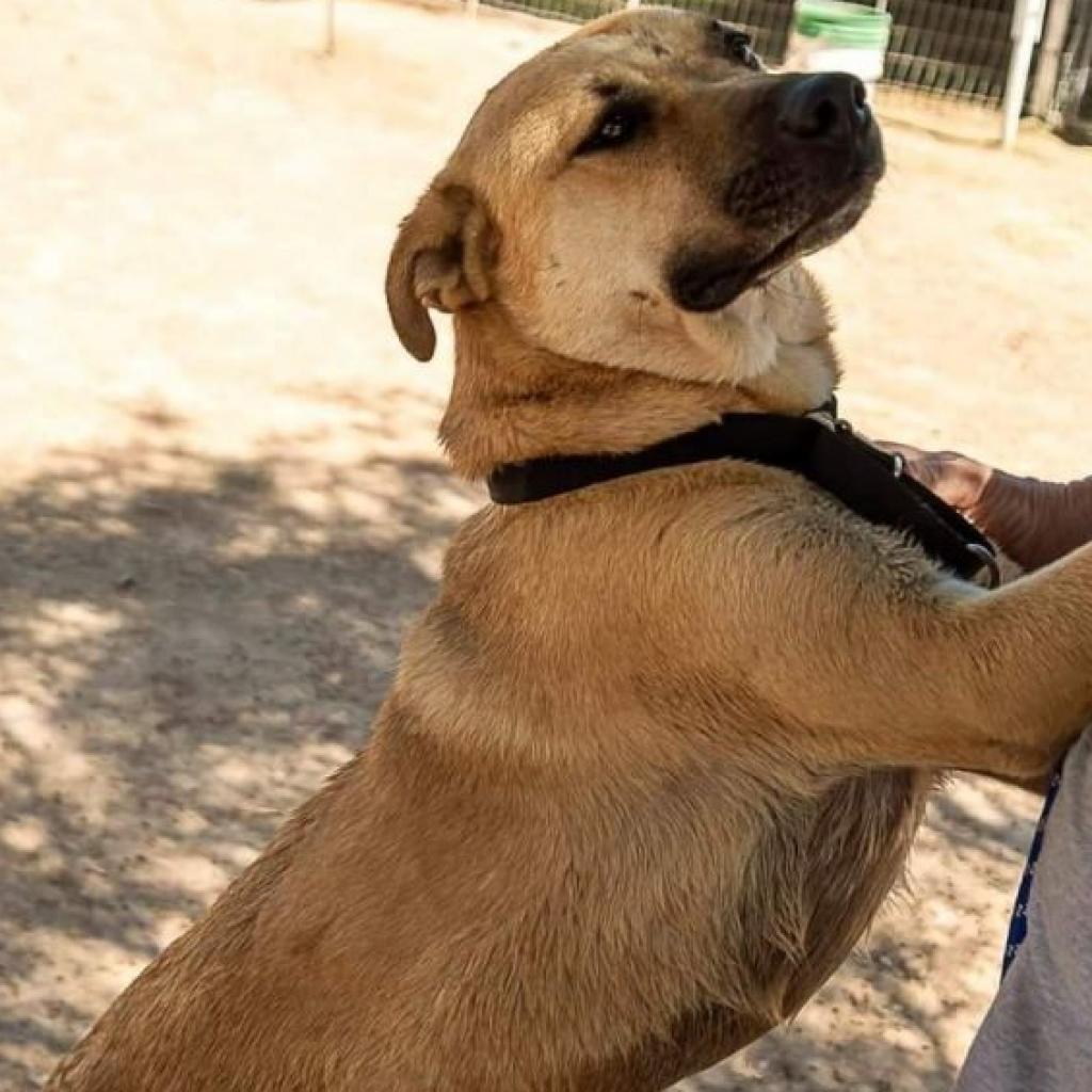 Enlarge Larry, a Adoptable mixed breed in Phoenix, AZ image 1/2