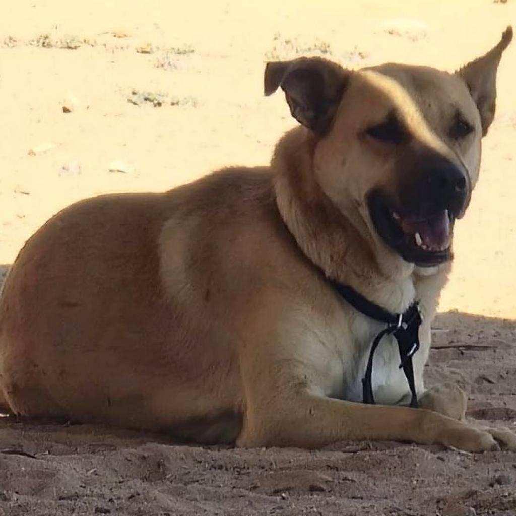 Enlarge Larry, a Adoptable mixed breed in Phoenix, AZ image 2/2