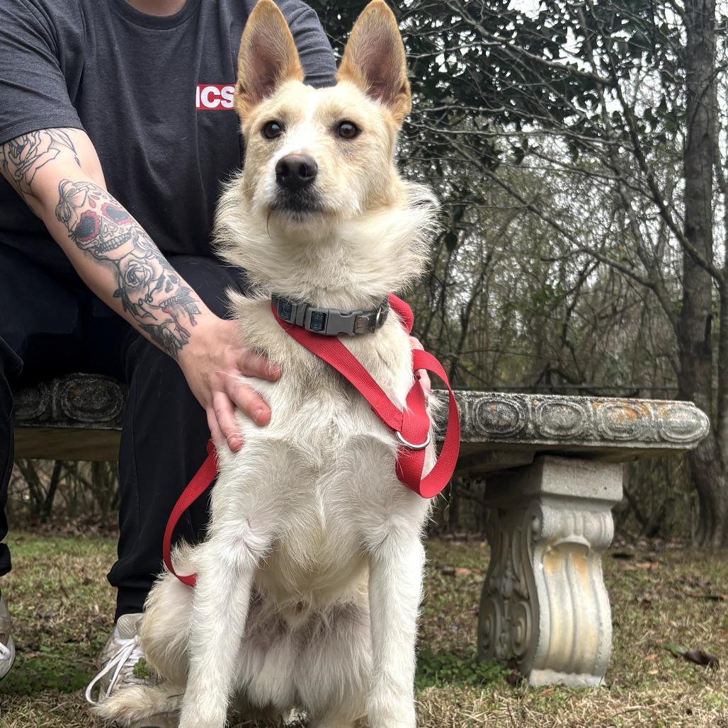 Enlarge Leo, a Adoptable Mixed Breed in Clanton, AL image 1/2