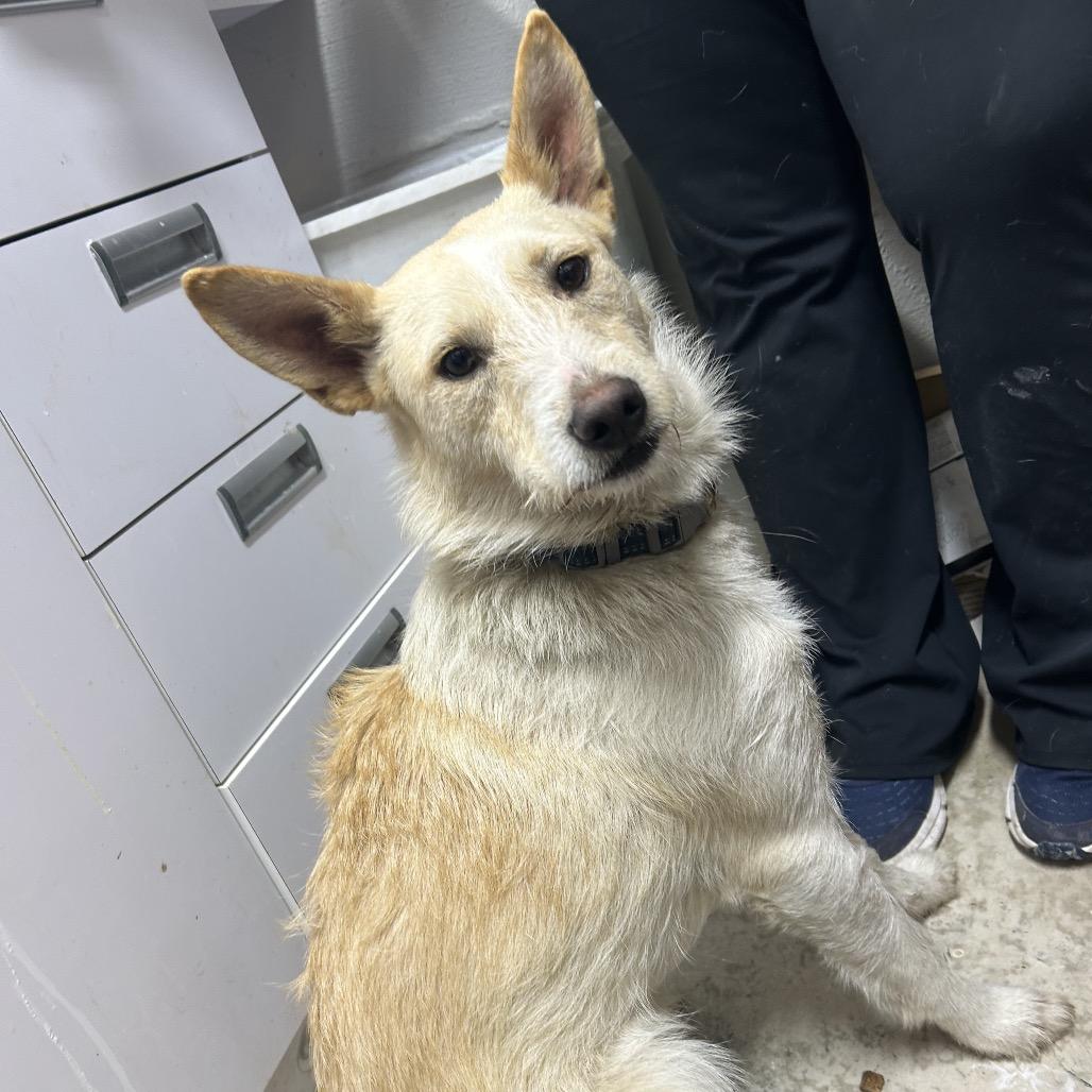 Enlarge Leo, a Adoptable Mixed Breed in Clanton, AL image 2/2