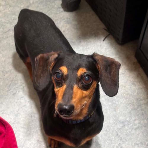 Wheaty, Adoptable, Adult Male Dachshund & Mixed Breed.