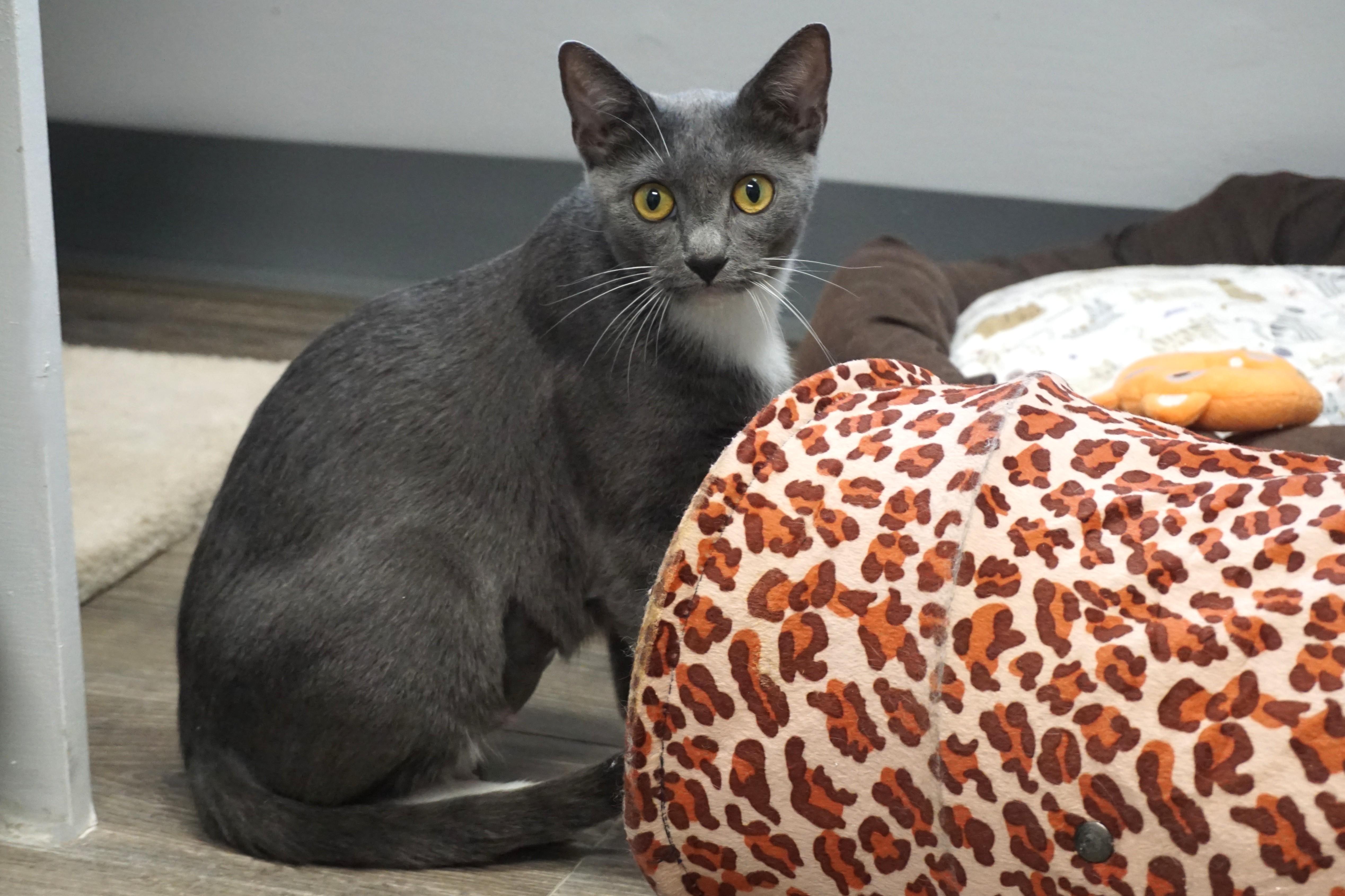 Enlarge Celestia, an adoptable Domestic Short Hair in Fountain Hills, AZ image 3/5