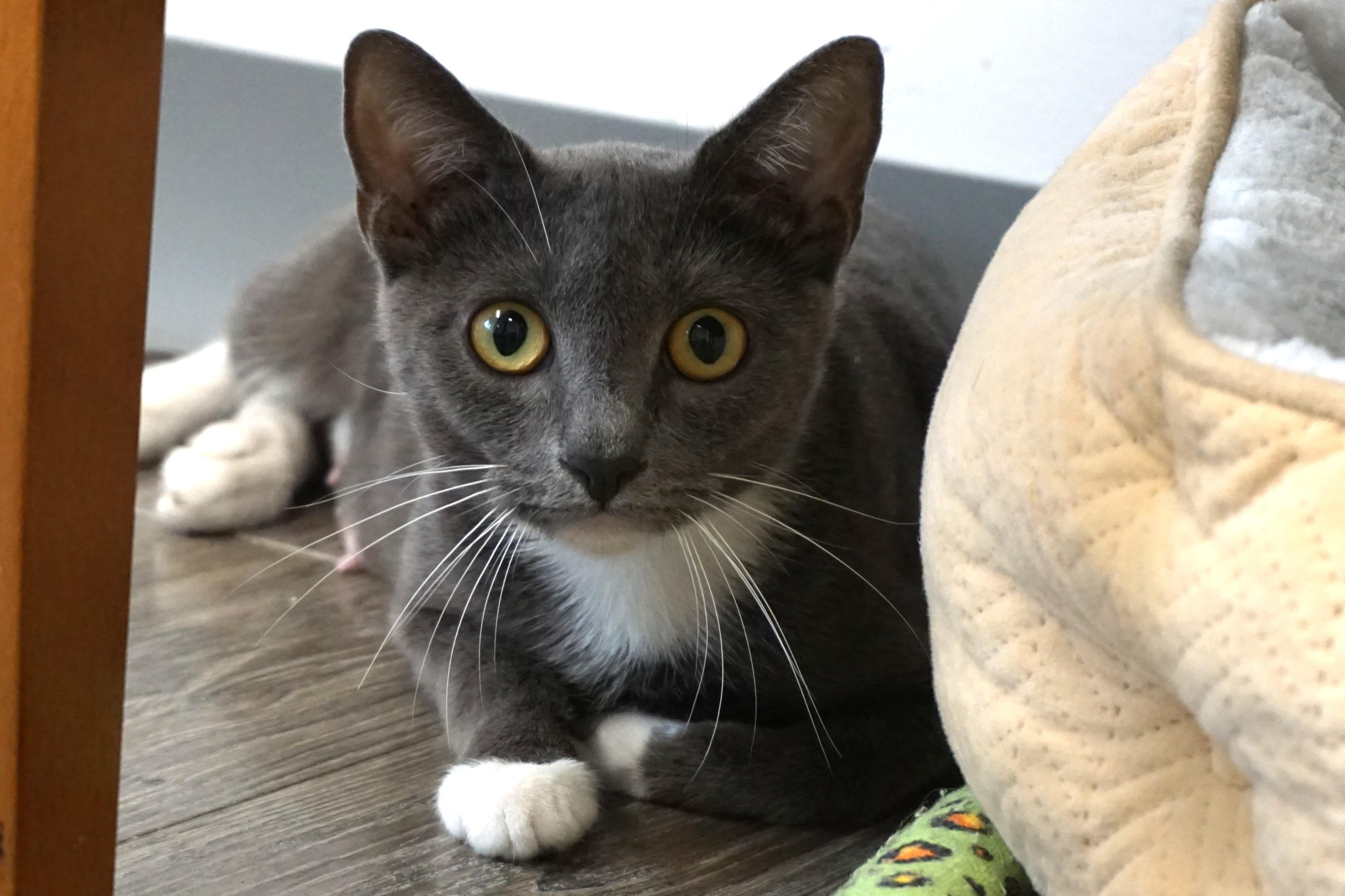 Enlarge Celestia, an adoptable Domestic Short Hair in Fountain Hills, AZ image 4/5