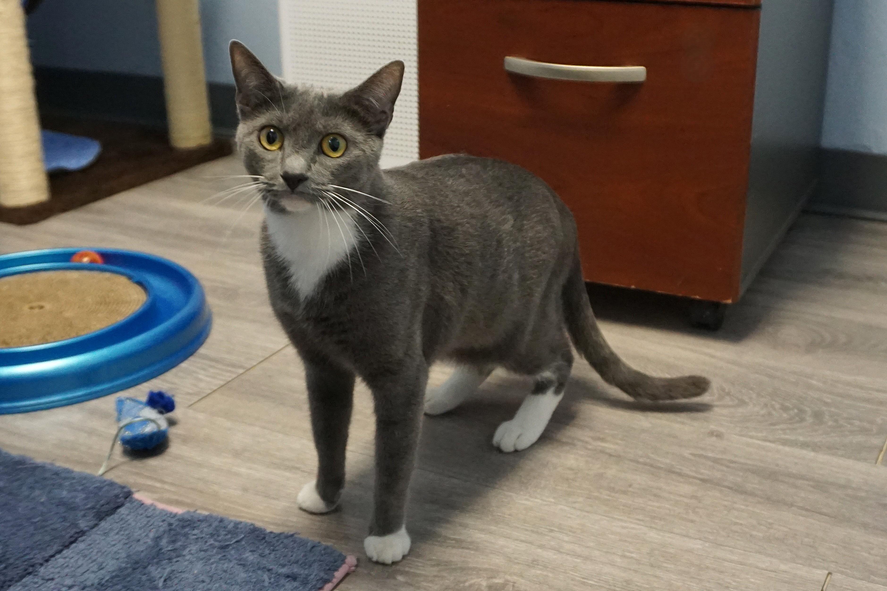 Celestia, adoptable, Adult Female Domestic Short Hair.