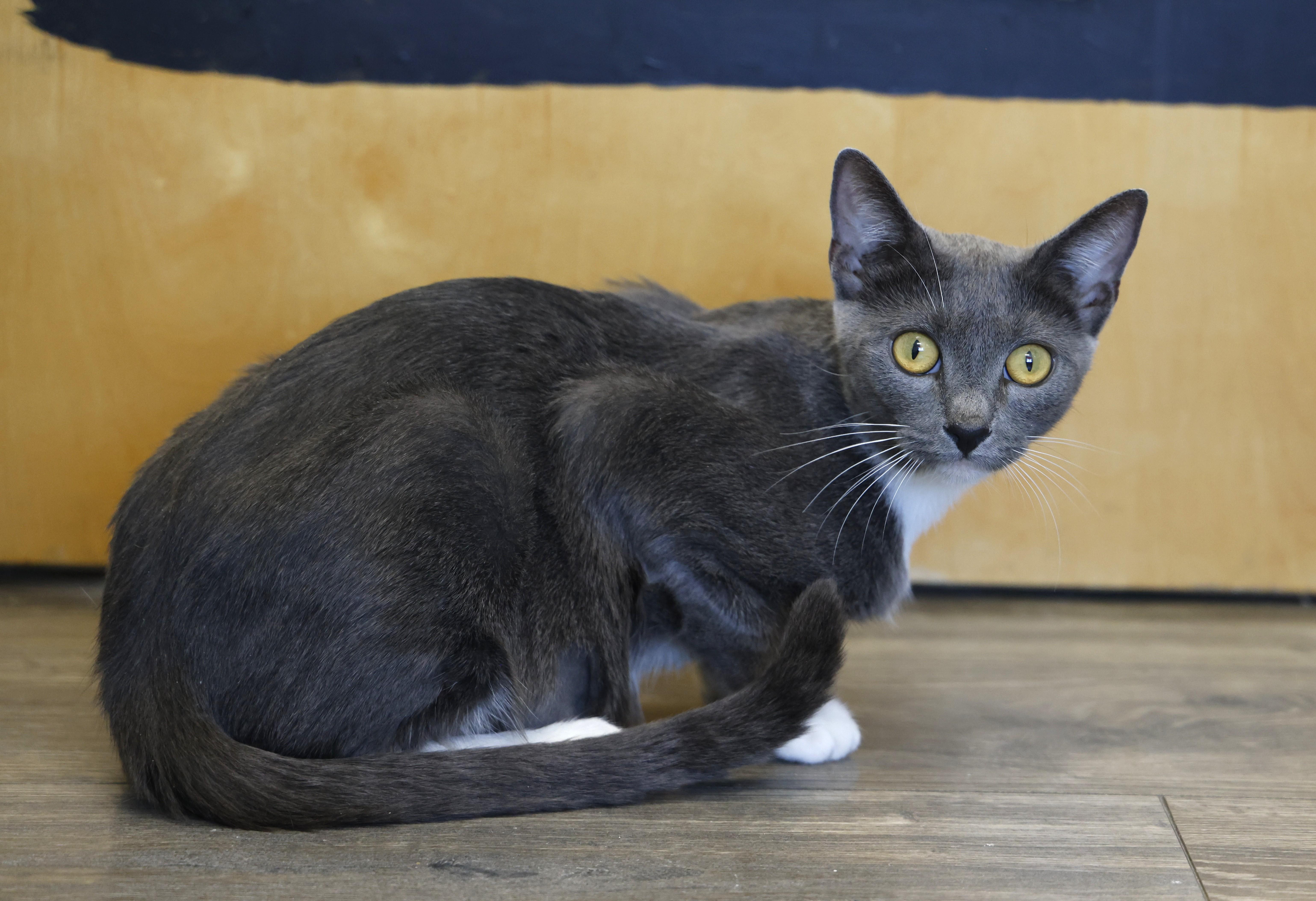 Enlarge Celestia, an adoptable Domestic Short Hair in Fountain Hills, AZ image 5/5