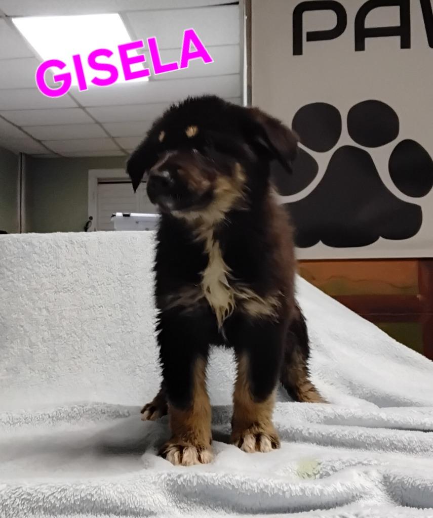 Gisela, Adopted, Puppy Female German Shepherd Dog.