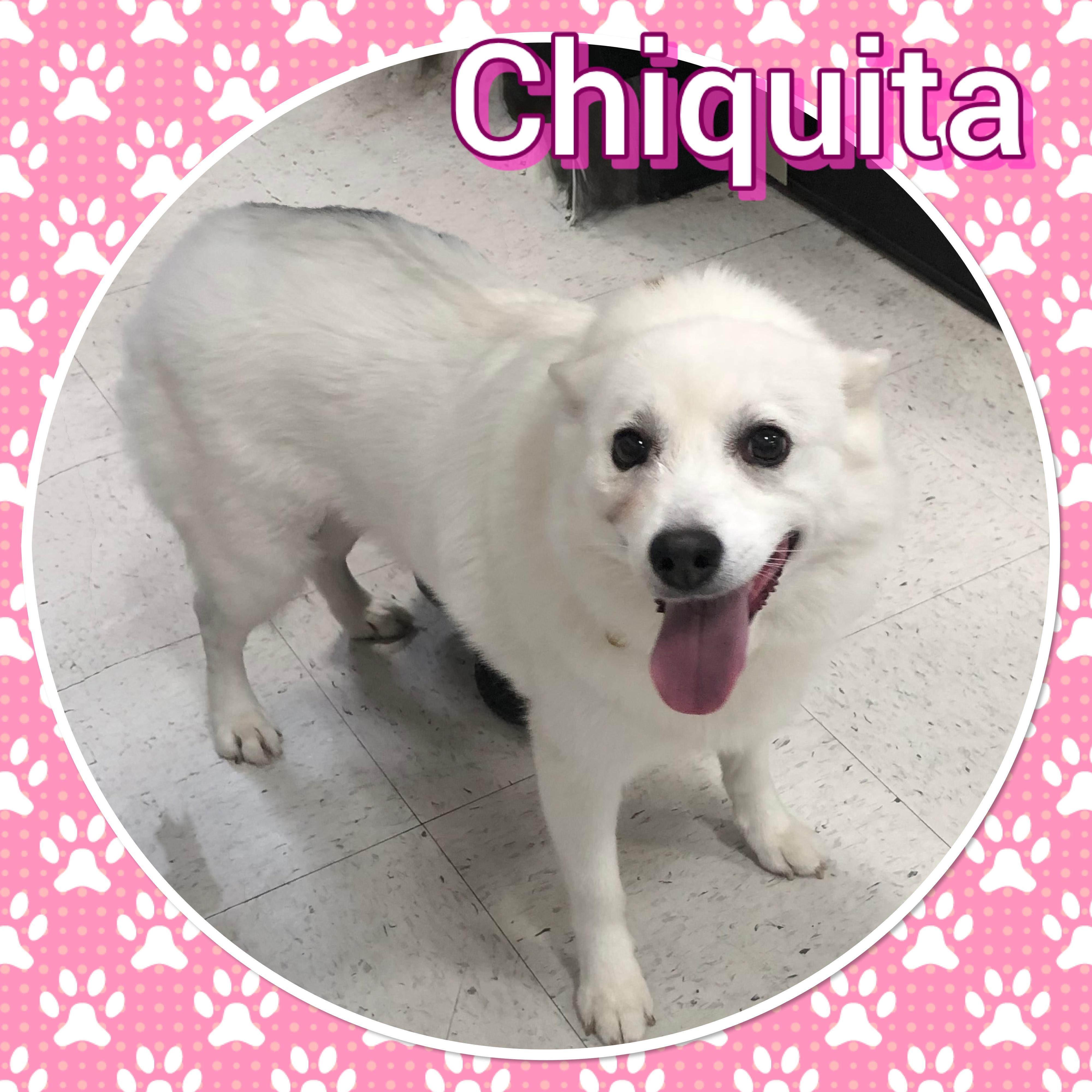 Chiquita, Adoptable, Adult Female American Eskimo Dog.