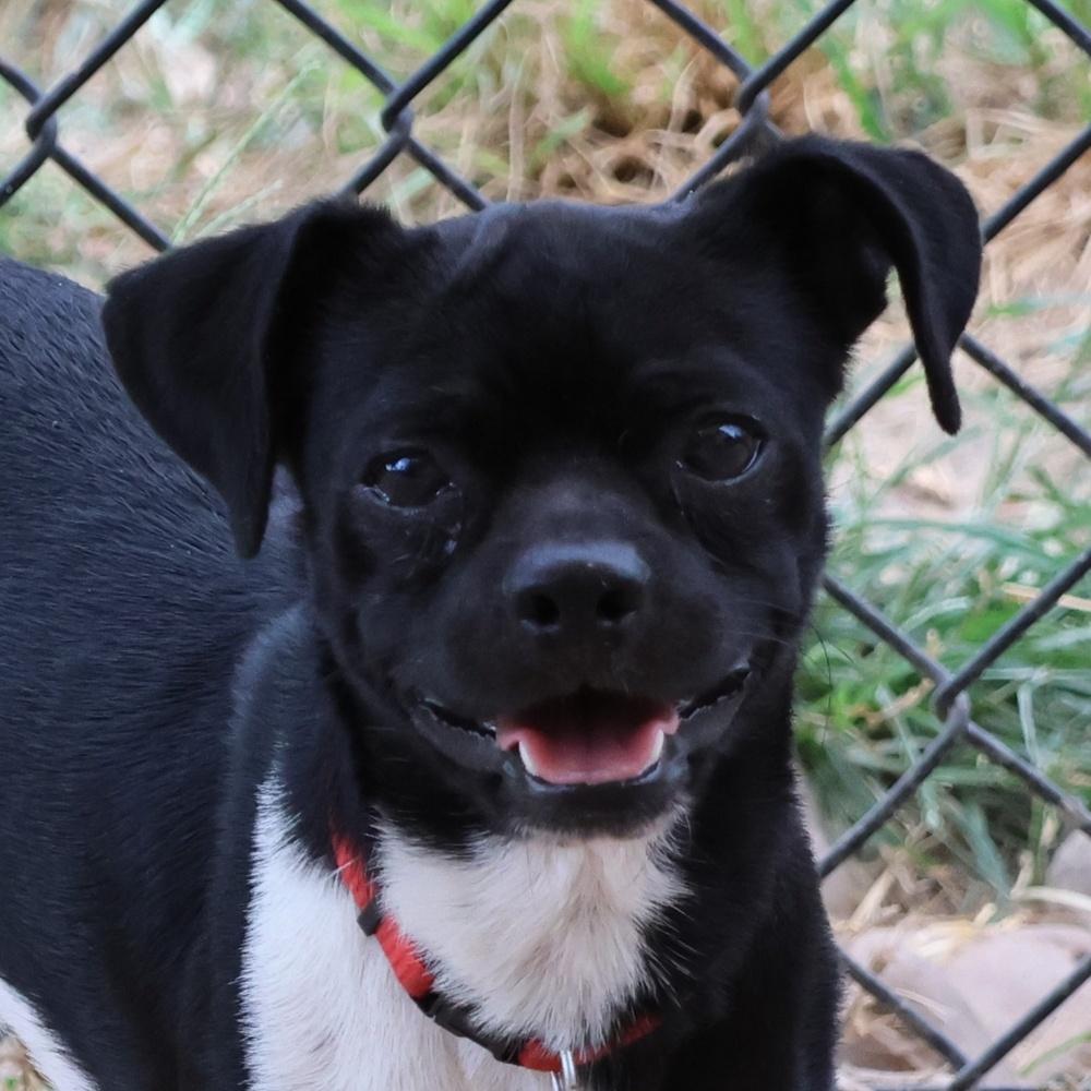 Checkers, Adoptable, Adult Male Pug & Beagle.
