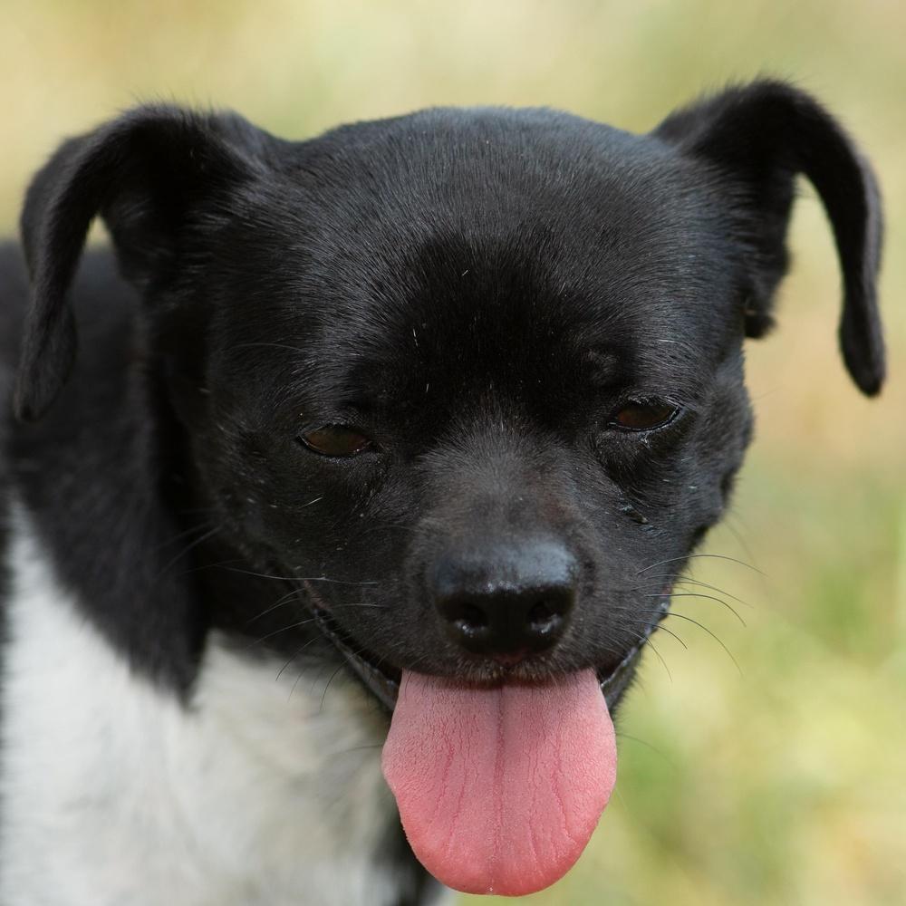 Enlarge Checkers, a Adoptable mixed breed in Richmond, TX image 2/6