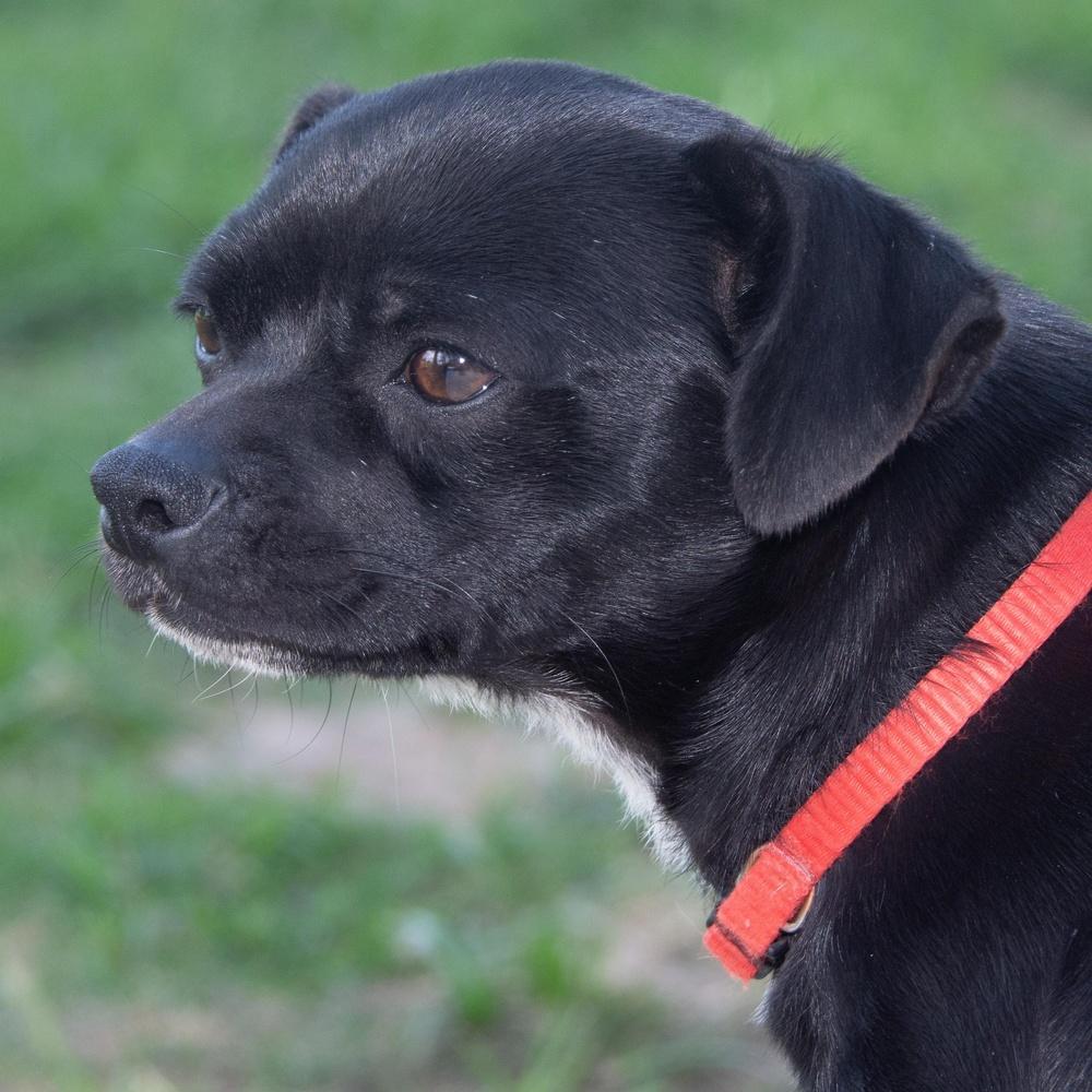 Enlarge Checkers, a Adoptable mixed breed in Richmond, TX image 3/6