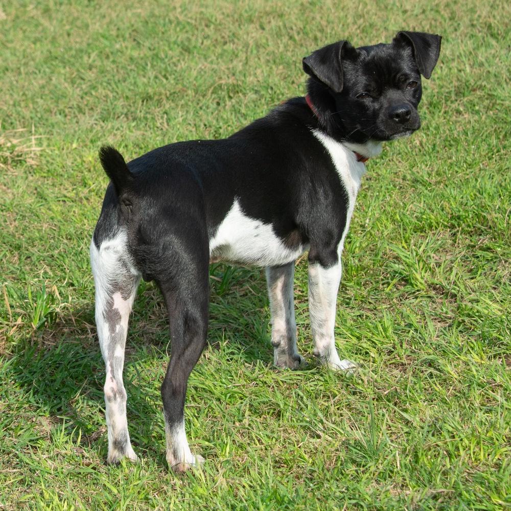 Enlarge Checkers, a Adoptable mixed breed in Richmond, TX image 4/6