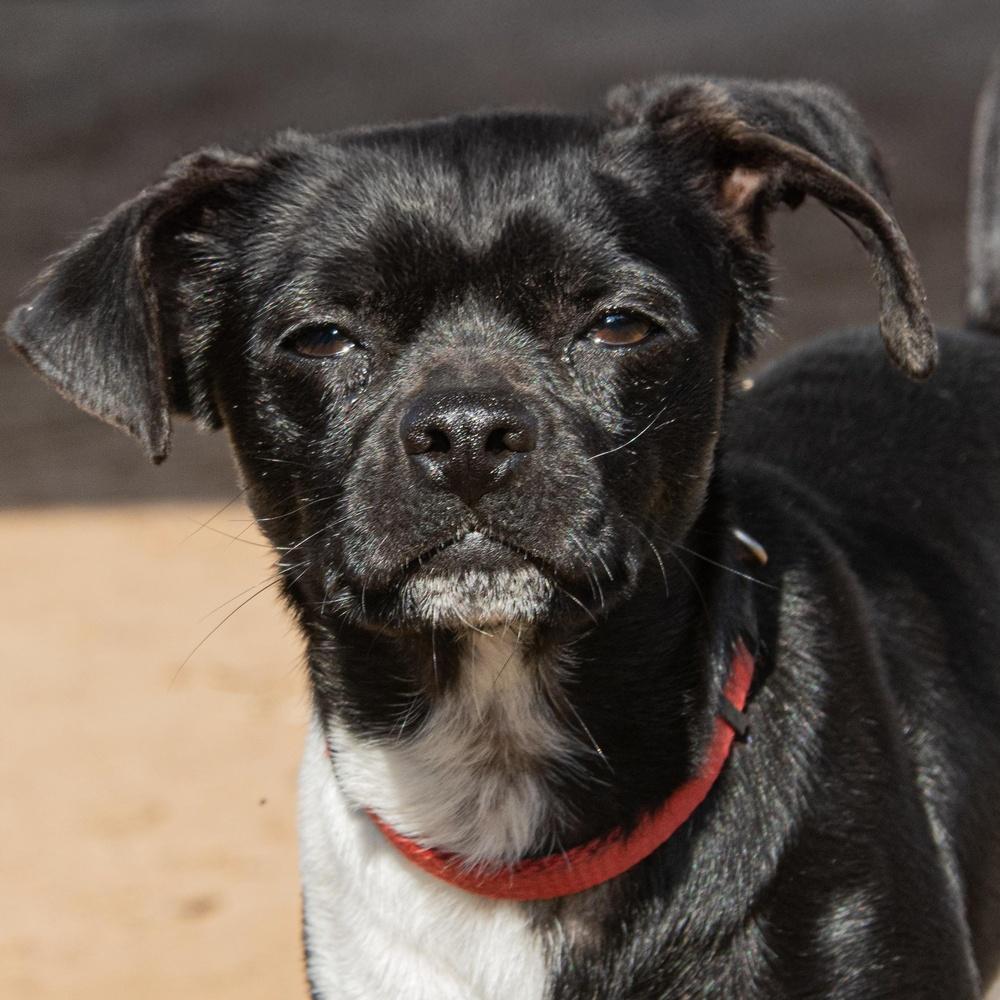 Checkers, Adoptable, Adult Male Pug & Beagle.