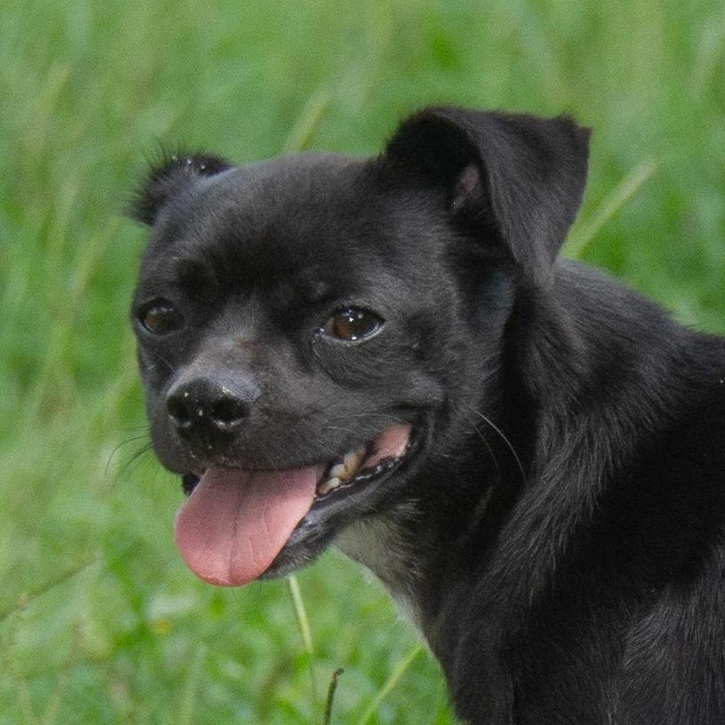 Enlarge Checkers, a Adoptable mixed breed in Richmond, TX image 6/6