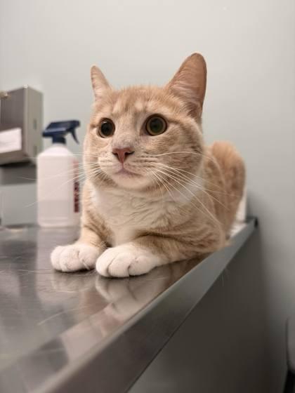 Enlarge Blondie (with Tiger King), an adopted Domestic Short Hair in Annapolis, MD image 1/1