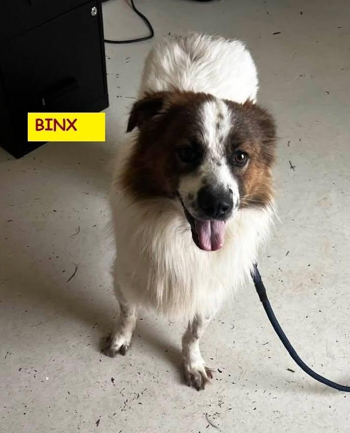 Binx, Adoptable, Puppy Male English Springer Spaniel.