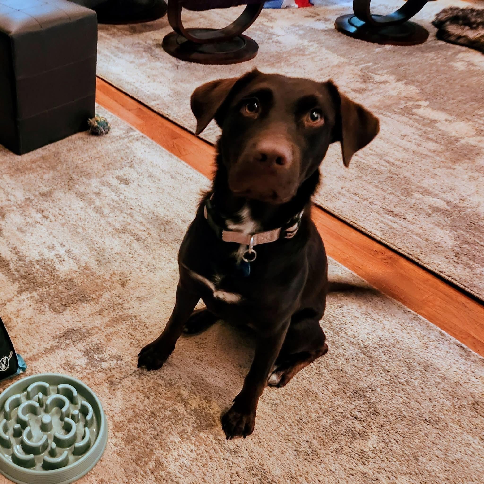 Sadie, Adopted, Young Female Chocolate Labrador Retriever.