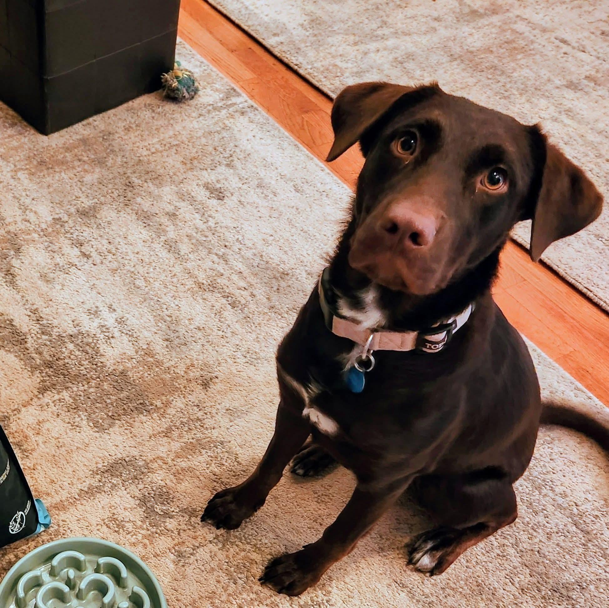 Enlarge Sadie, a Adopted mixed breed in East Peoria, IL image 2/6