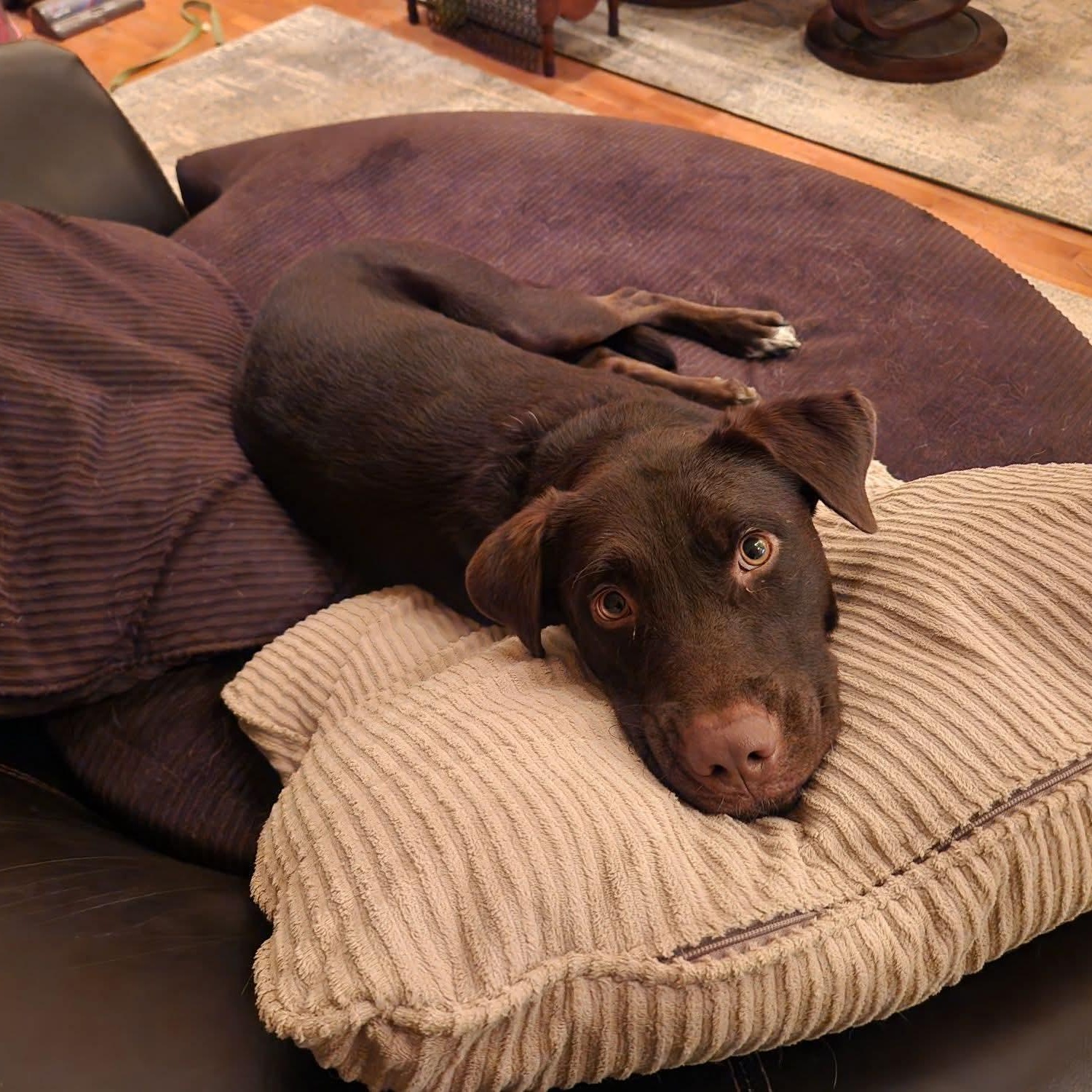 Enlarge Sadie, a Adopted mixed breed in East Peoria, IL image 3/6