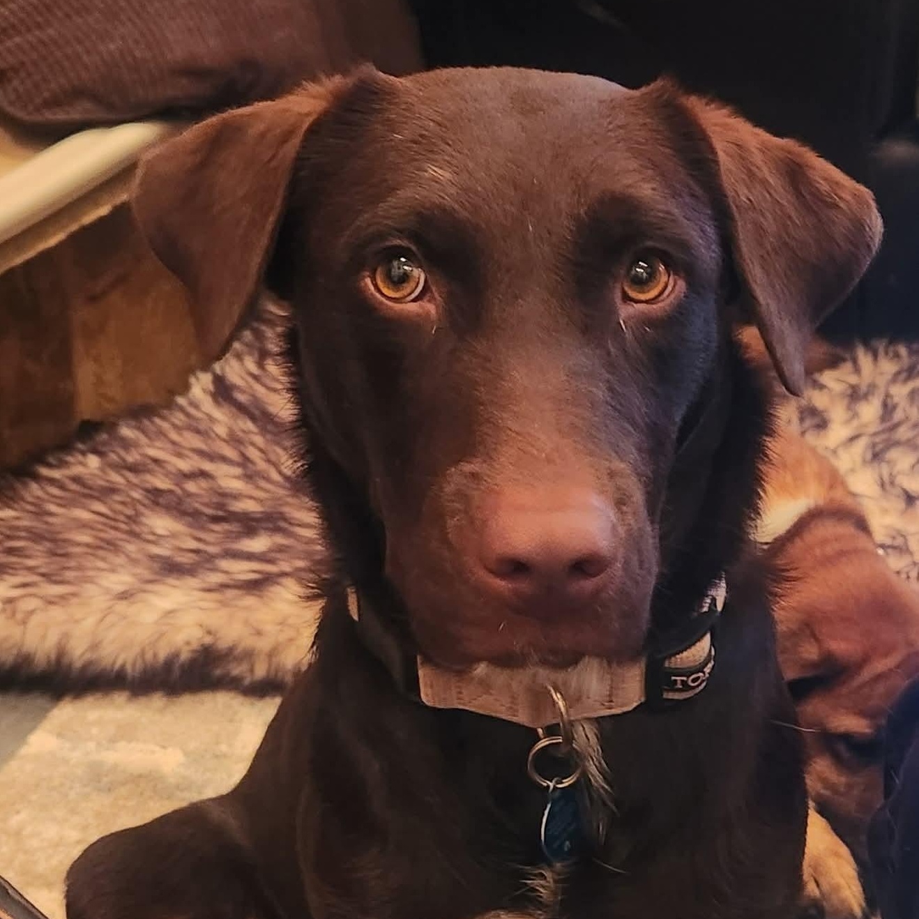 Enlarge Sadie, a Adopted mixed breed in East Peoria, IL image 6/6