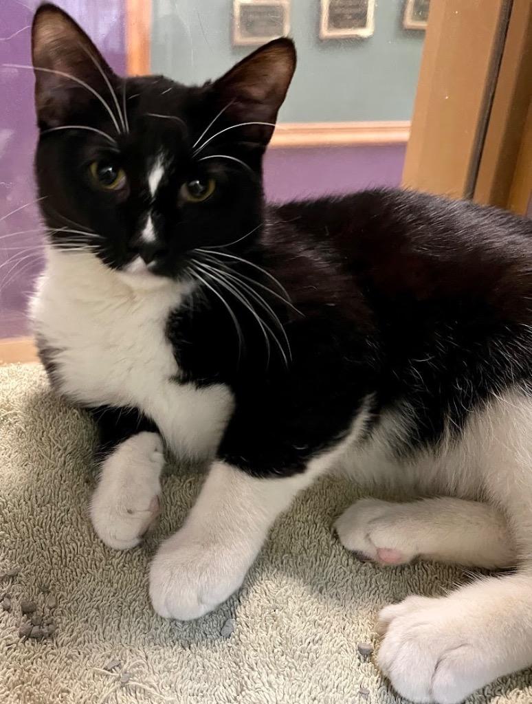 Tater Tot, Adoptable, Kitten Female Domestic Short Hair.