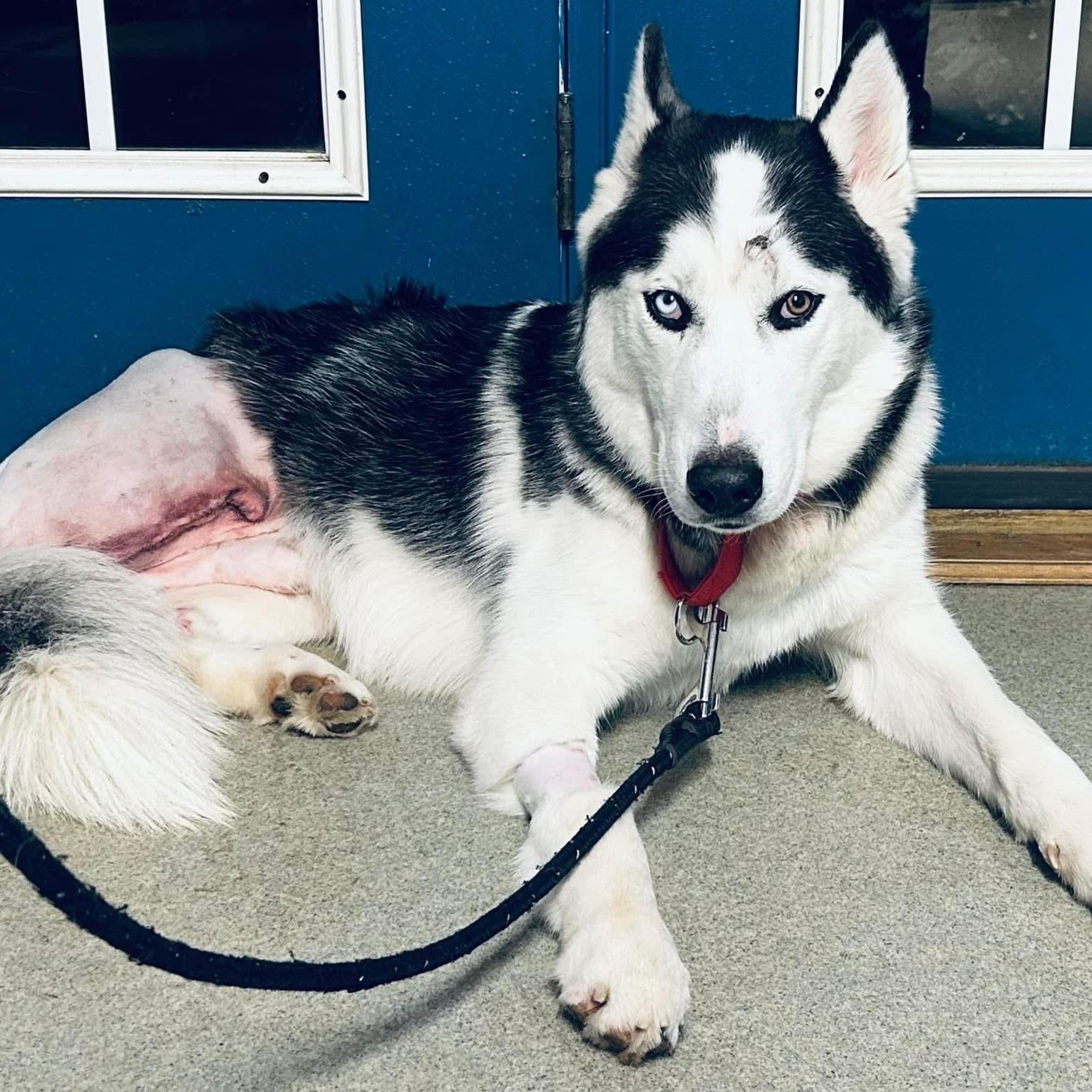 Blaze, an adoptable Husky in Sidney, NY_image-1