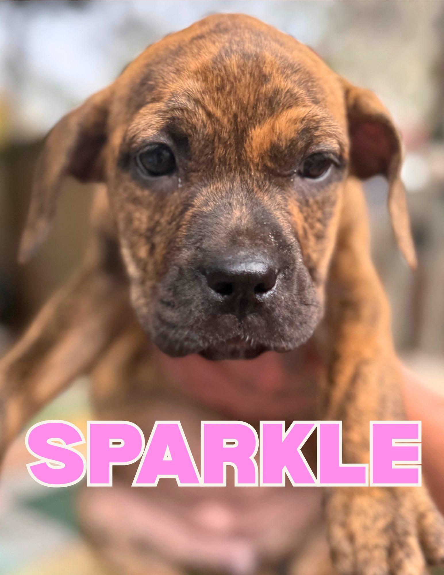 Sparkle, ADOPTABLE, Puppy Female American Bully.