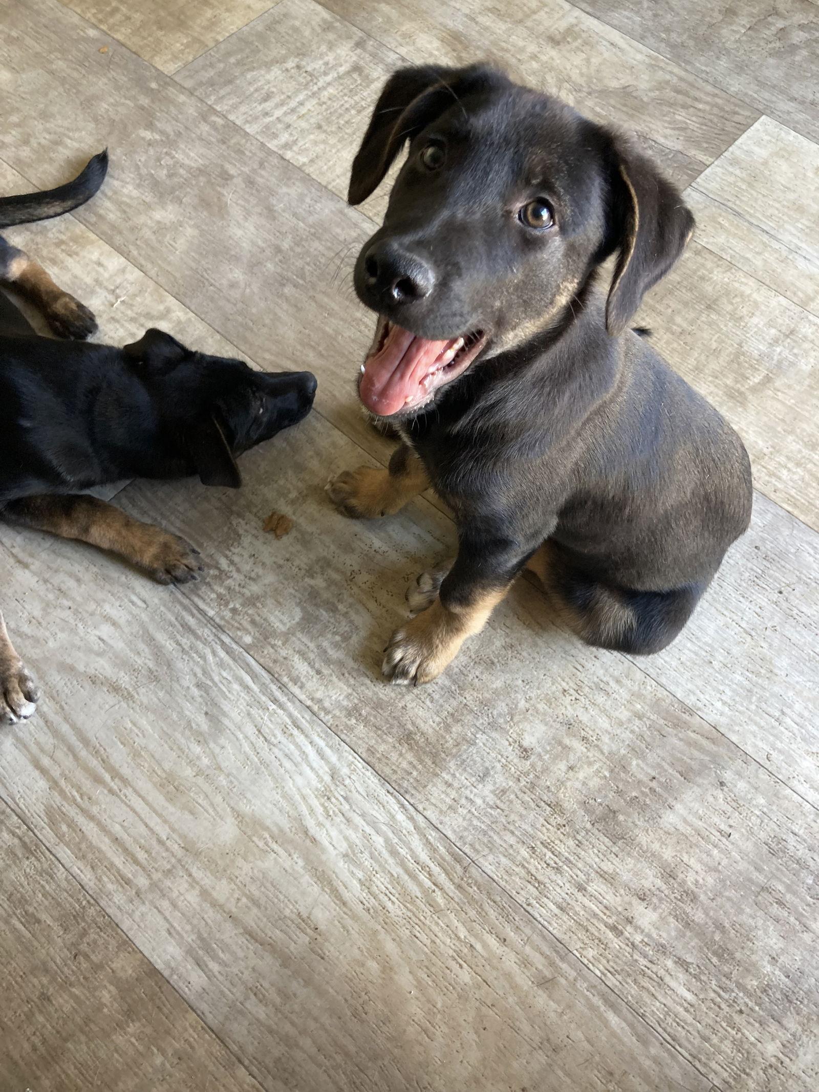 Pickles, a Adoptable mixed breed in San Diego, CA image 1/3