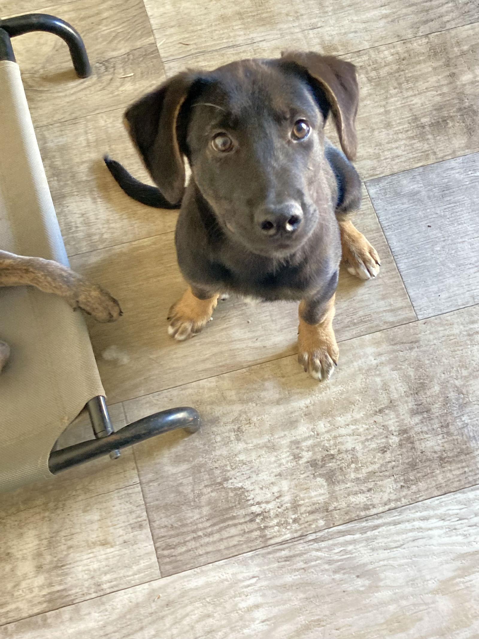 Pickles, a Adoptable mixed breed in San Diego, CA image 2/3