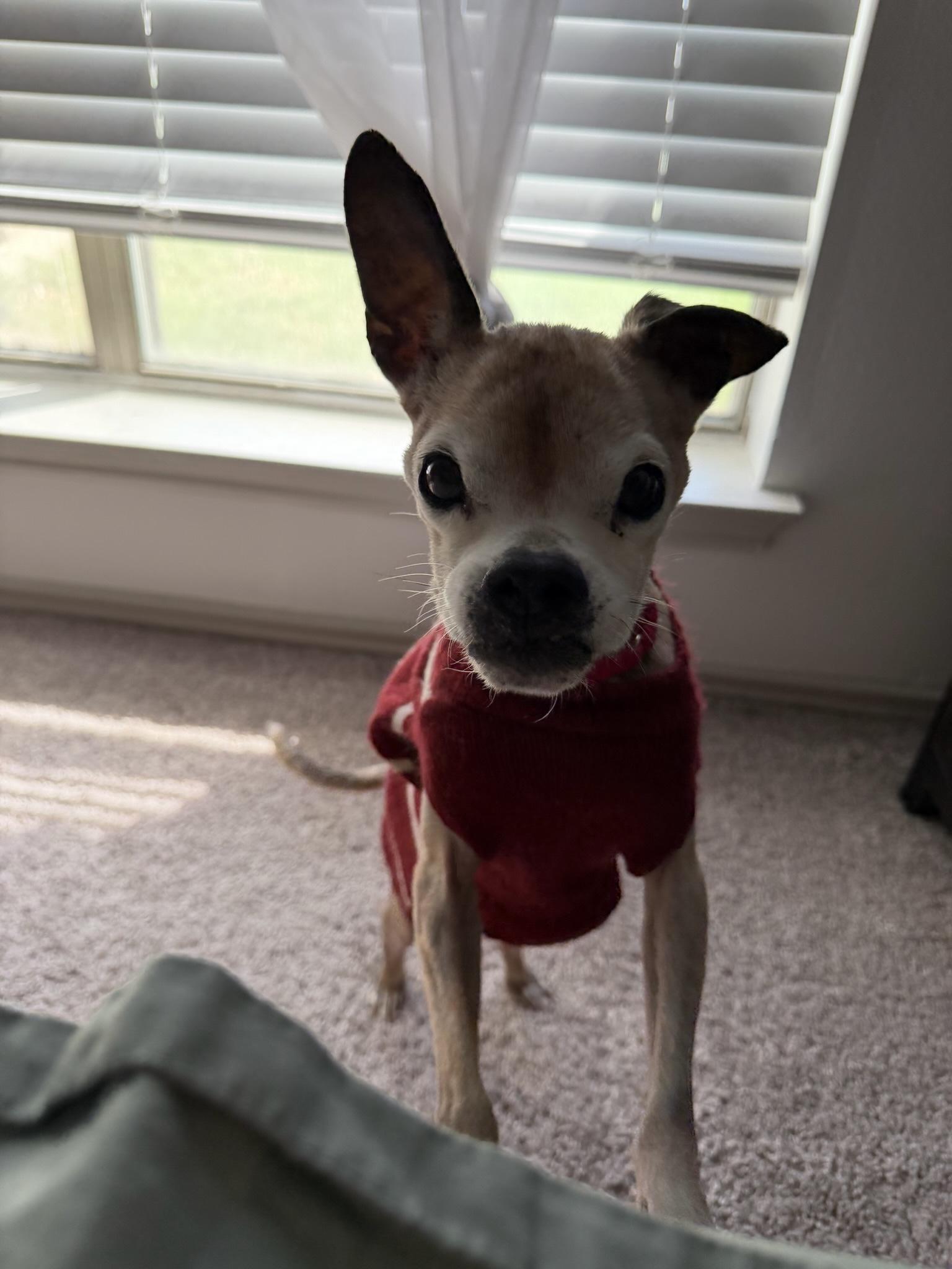 Petey, ADOPTABLE, Senior Male Chihuahua.