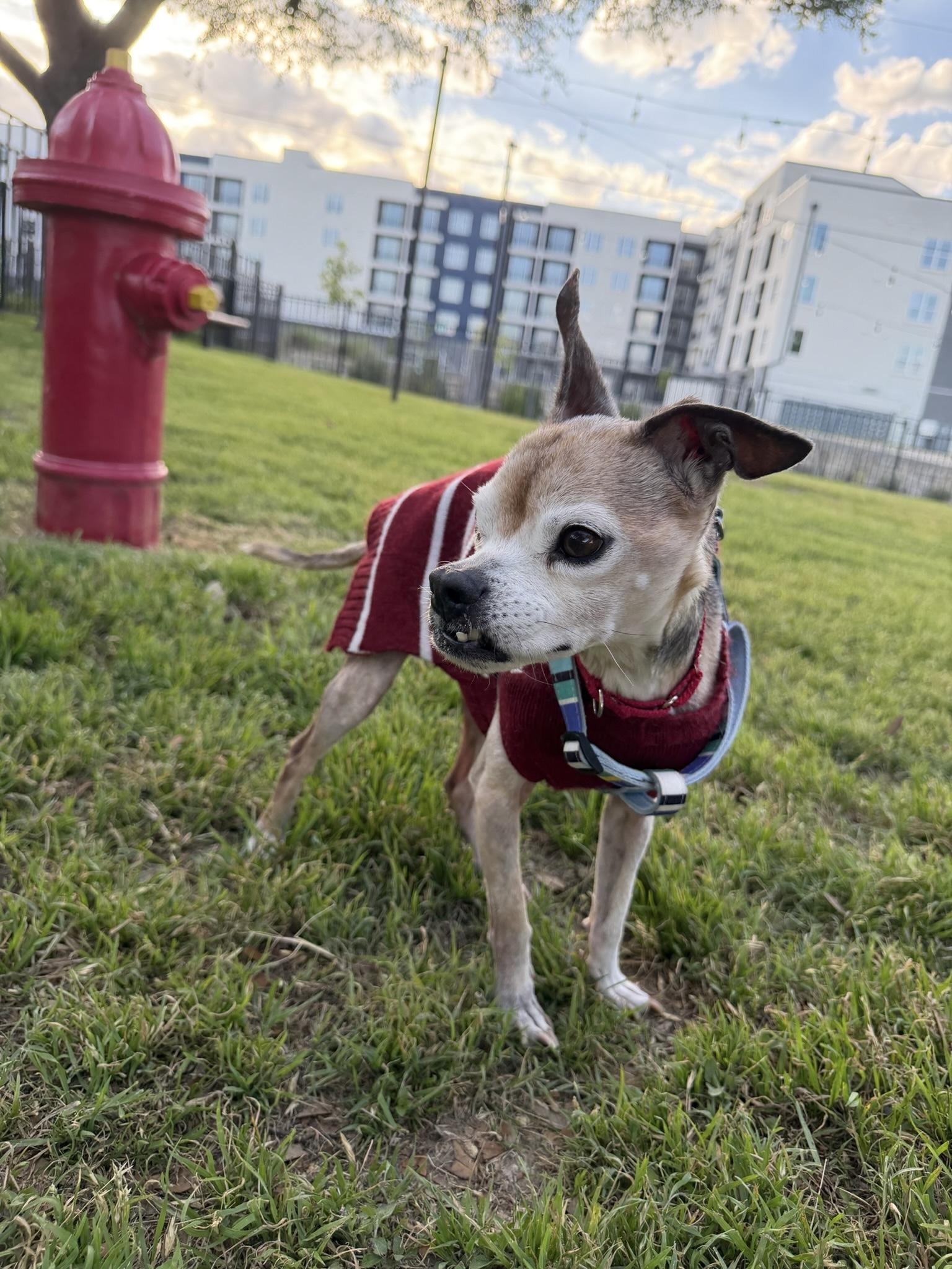 Enlarge Petey, a ADOPTABLE mixed breed in Austin, TX image 3/5