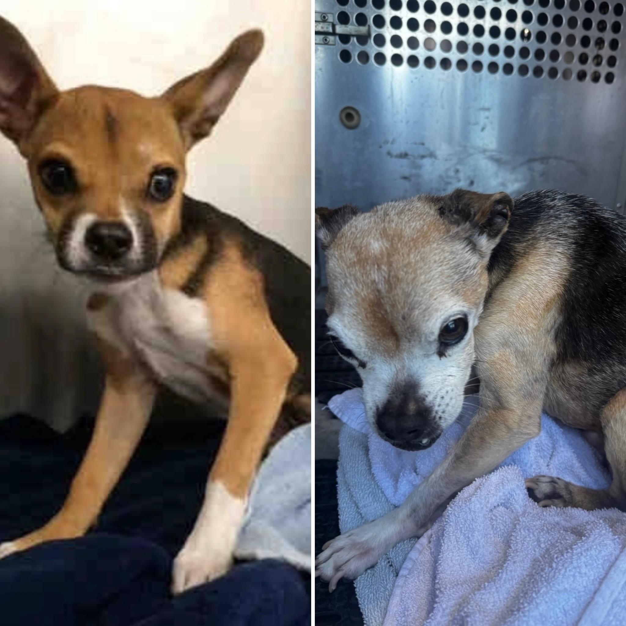 Enlarge Petey, a ADOPTABLE mixed breed in Austin, TX image 5/5
