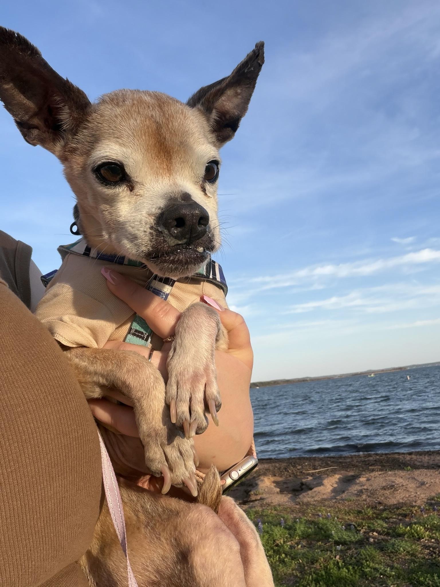 Enlarge Petey, a ADOPTABLE mixed breed in Austin, TX image 2/5