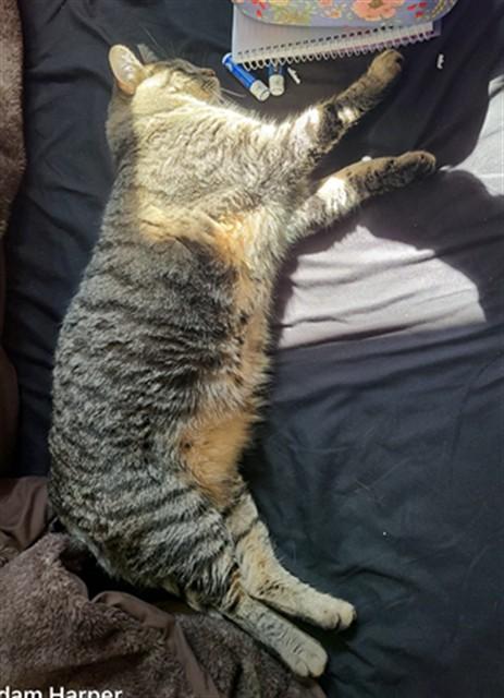 Enlarge KIKI, a Adoptable Domestic Short Hair in Ogden, UT image 1/1