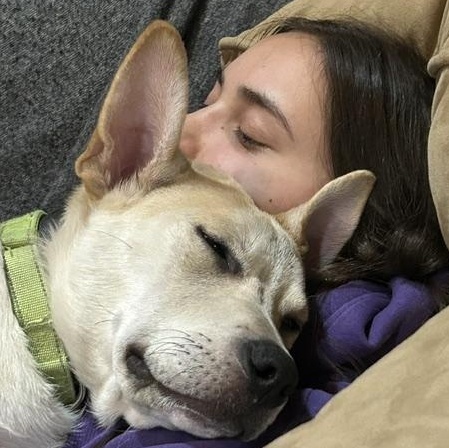 Bombay Spirits - Local pup - Great with kids and dogs, an adopted mixed breed in Andover, MA image 2/6