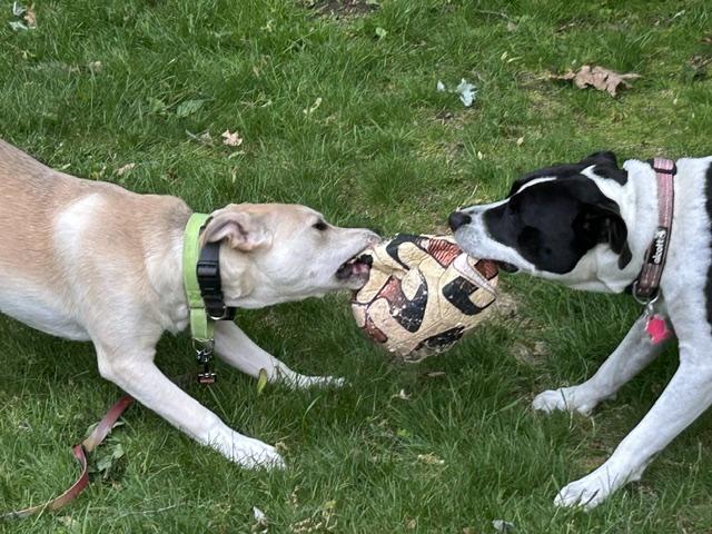 Bombay Spirits - Local pup - Great with kids and dogs, an adopted mixed breed in Andover, MA image 3/6