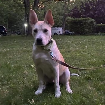Bombay Spirits - Local pup - Great with kids and dogs, an adopted mixed breed in Andover, MA image 4/6