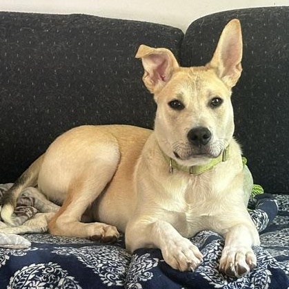 Bombay Spirits - Local pup - Great with kids and dogs, adopted, Puppy Male Carolina Dog & Anatolian Shepherd.