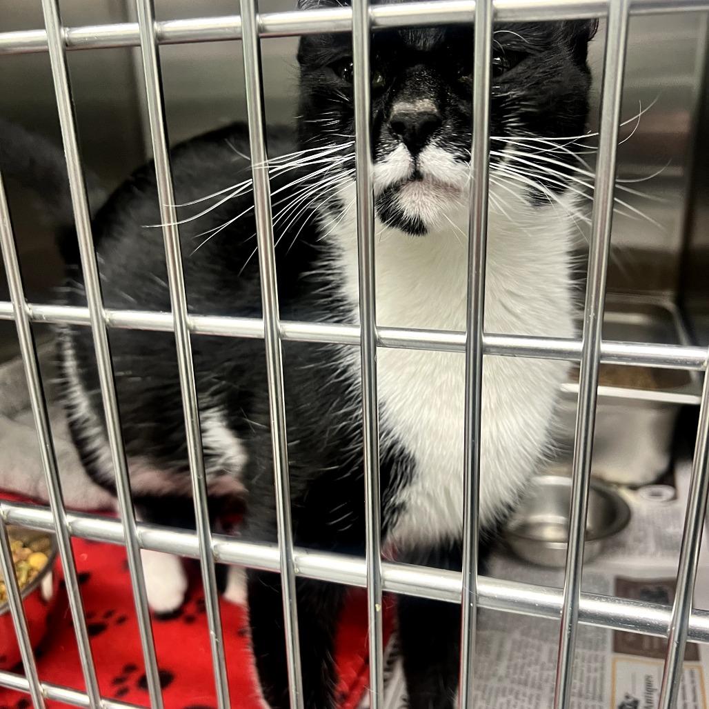 Enlarge Athena in Parsonsburg, MD, a Adoptable Domestic Short Hair in Parsonsburg, MD image 2/2