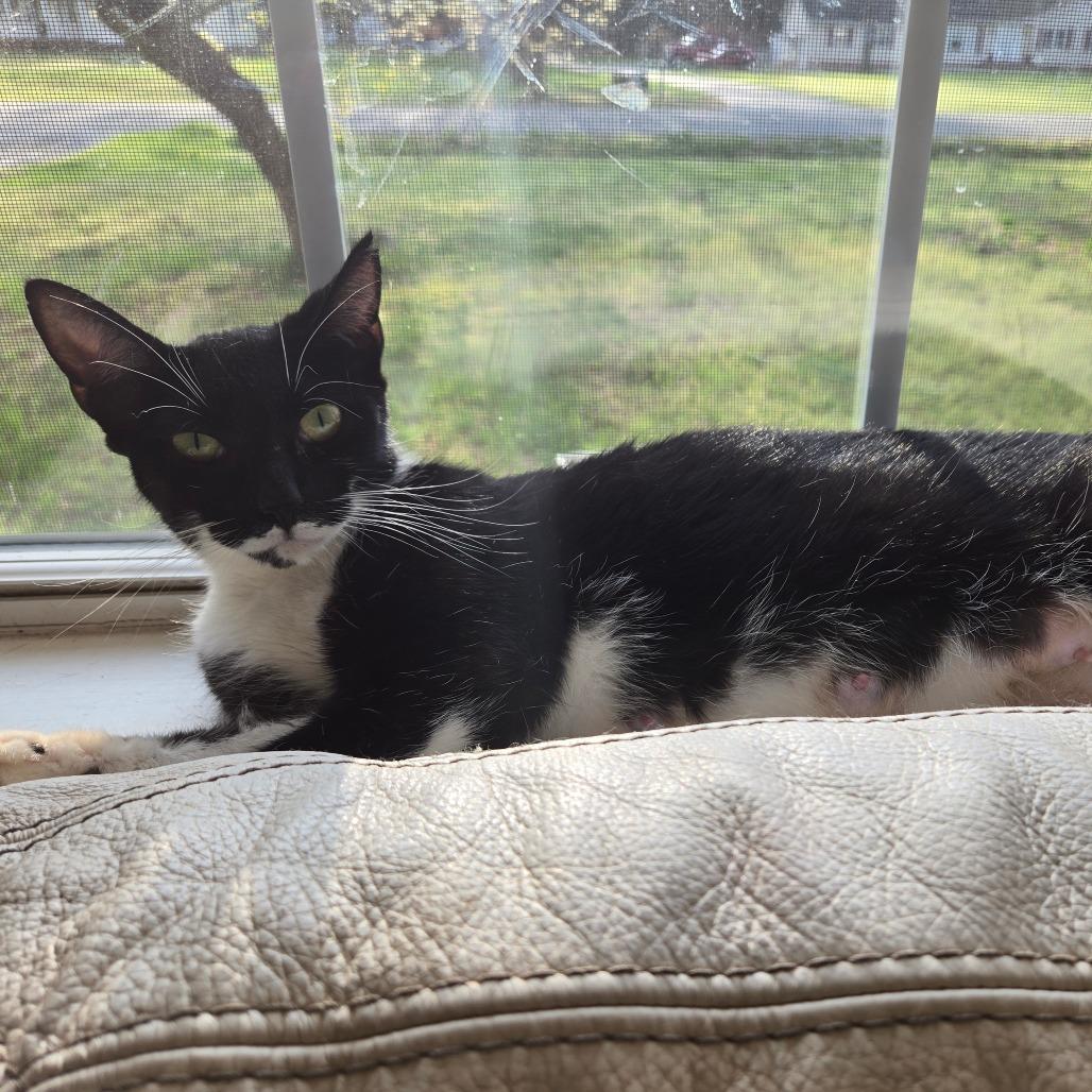 Athena in Parsonsburg, MD, Adoptable, Young Female Domestic Short Hair.